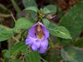 East Himalayan Balsam